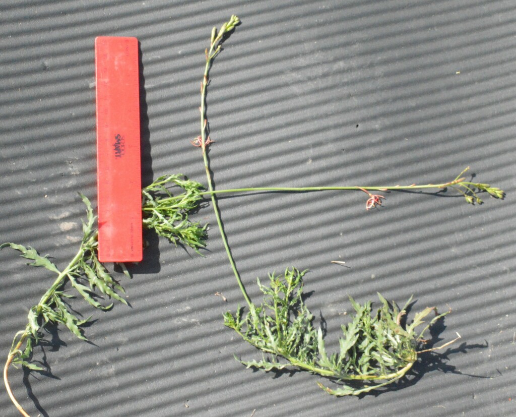 Oenothera sinuosa; photograph (c) Dan Johnson, some rights reserved (CC BY)