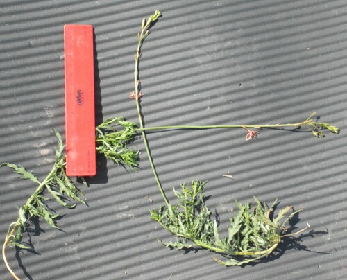 Wavy-leaved Gaura (Oenothera sinuosa)