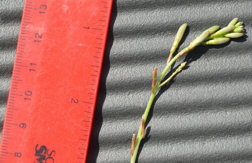 Image of Oenothera sinuosa by (c) Dan Johnson, some rights reserved (CC BY)