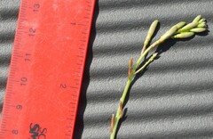 (c) Dan Johnson, some rights reserved (CC BY) Oenothera sinuosa, photograph (c) Dan Johnson, some rights reserved (CC BY)