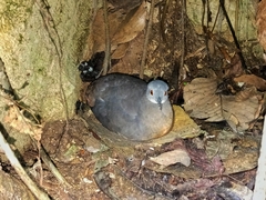 Crypturellus soui image