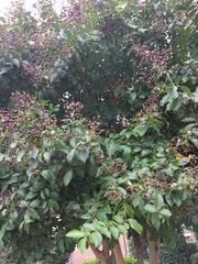 Lagerstroemia indica