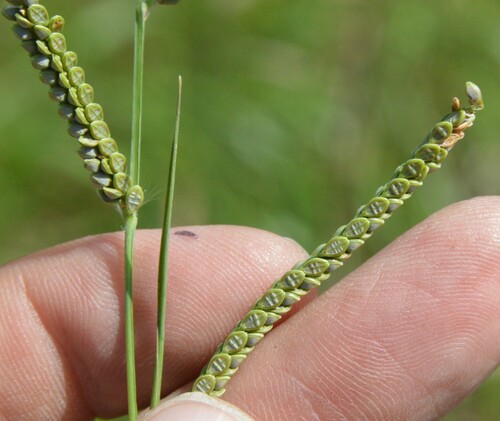 Image of Paspalum plicatulum by (c) Dan Johnson, some rights reserved (CC BY)