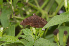 Pellicia arina