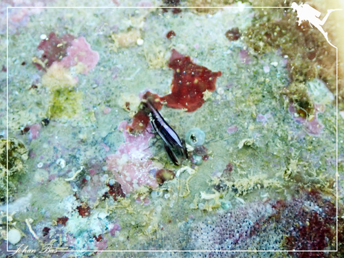 Arete indicus observed 2023-03-30