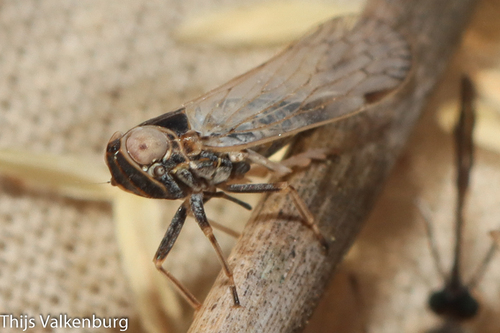 Pentastiridius suezensis, 2023-03-31