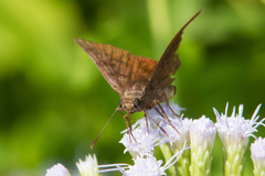 Pellicia arina