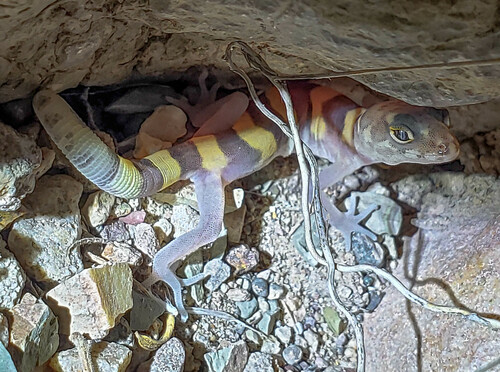 Texas Banded Gecko