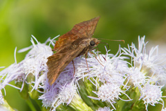 Pellicia arina