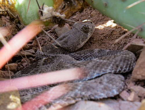 Western Diamond-backed Rattlesnake