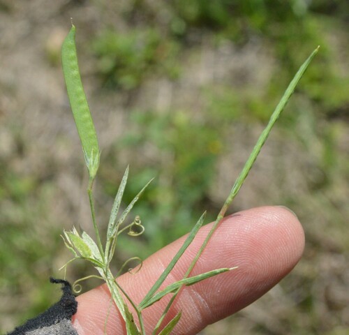 Image of Lathyrus pusillus by (c) Dan Johnson, some rights reserved (CC BY)