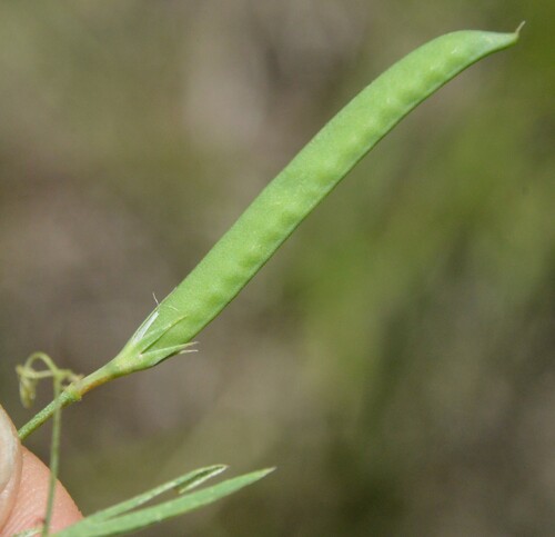 Image of Lathyrus pusillus by (c) Dan Johnson, some rights reserved (CC BY)