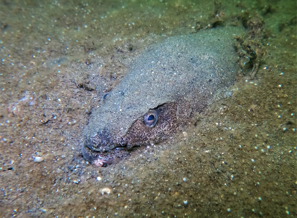 Fangjaw Eel