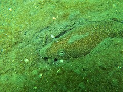 Fangjaw Eel photo 5