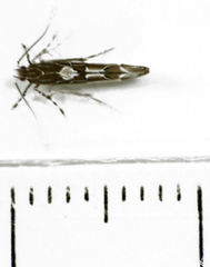 Pyroderces apparitella