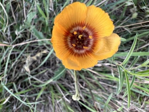 Laredo flax (Linum elongatum)