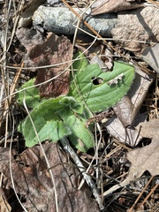 Arnica acaulis, photograph John Kees, CC0, iNaturalist via GBIF