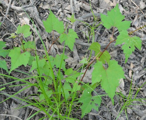 Vitis palmata, photograph 6