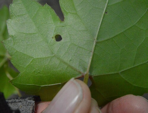 Image of Vitis palmata by (c) Dan Johnson, some rights reserved (CC BY)