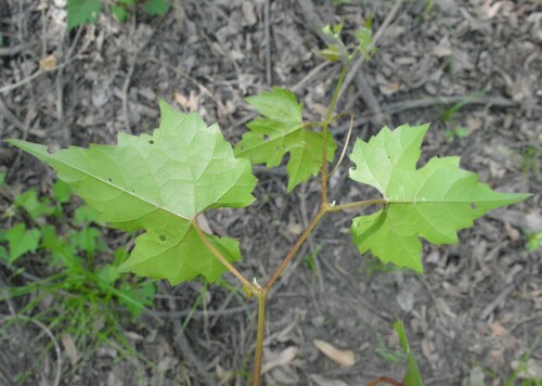 Image of Vitis palmata by (c) Dan Johnson, some rights reserved (CC BY)