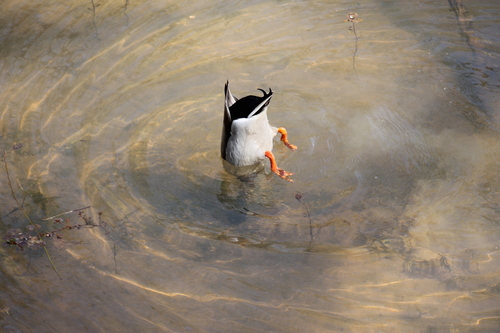 Mallard photographed in Tennessee
