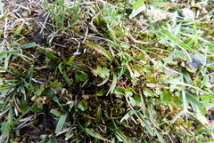 Hydrocotyle microphylla