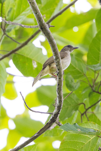 Pycnonotus plumosus observed 2023-03-30