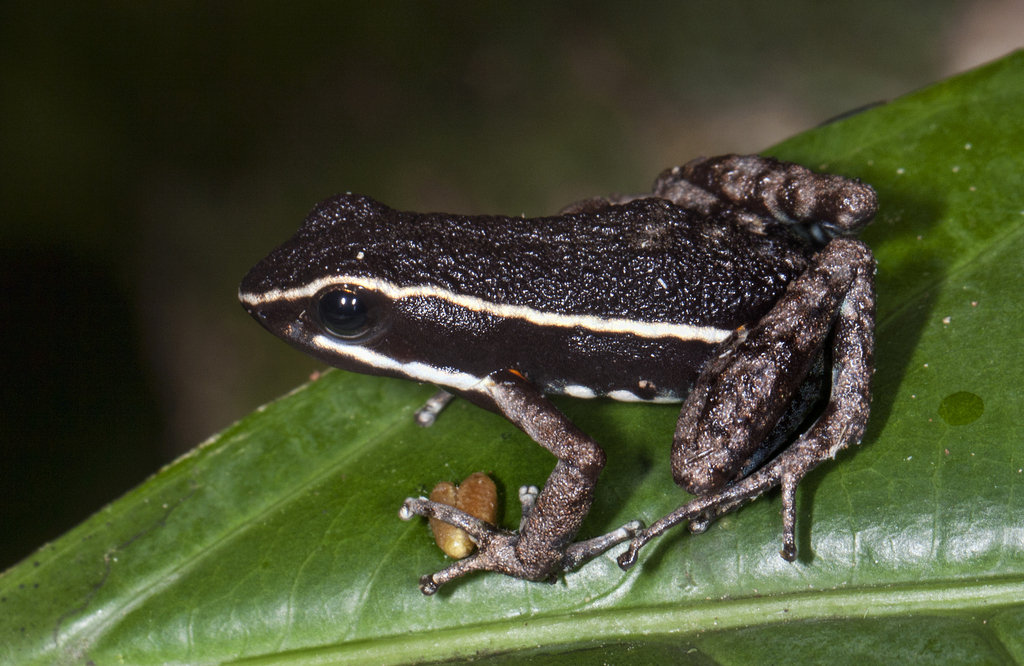 Pale-striped Poison Frog