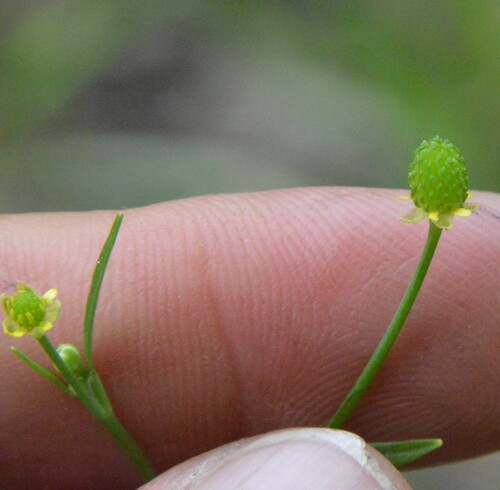 Image of Ranunculus pusillus by (c) Dan Johnson, some rights reserved (CC BY)