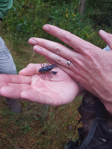 Cambarus monongalensis