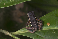 Yurimaguas Poison Frog photo 5