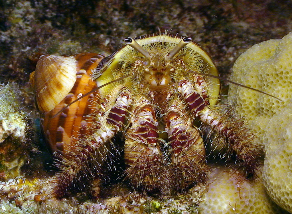 Hairy Red Hermit Crab