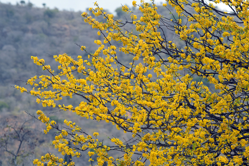 Handroanthus billbergii (Bureau & K.Schum.) S.O.Grose 3