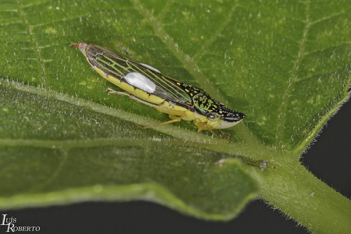 Cigarrinha dos citros