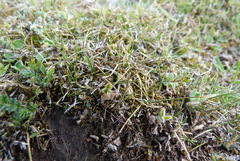 Rytidosperma exiguum