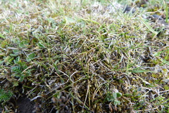 Rytidosperma exiguum