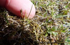 Rytidosperma exiguum