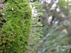Leptostomum macrocarpum