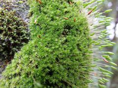 Leptostomum macrocarpum