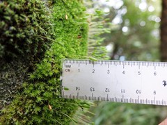 Leptostomum macrocarpum