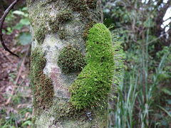 Leptostomum macrocarpum