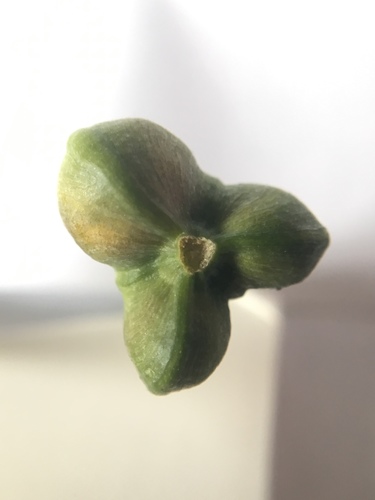 Zephyranthes citrina image