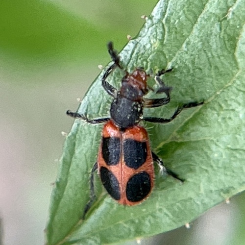Pelonides granulatipennis