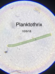 Planktothrix