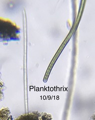 Planktothrix