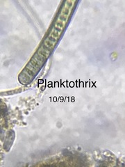 Planktothrix