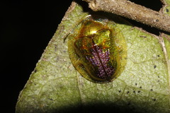 Coptocycla texana