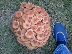 Desarmillaria caespitosa image