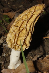 Morchella rufobrunnea