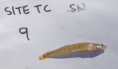 Ammocrypta vivax